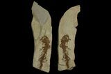 Partial, Fossil Salamander (Chelotriton) - Gracanica, Bosnia #175088-2